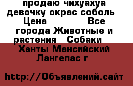 продаю чихуахуа девочку,окрас соболь › Цена ­ 25 000 - Все города Животные и растения » Собаки   . Ханты-Мансийский,Лангепас г.